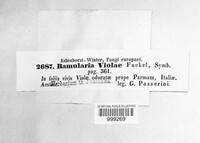 Ramularia violae image